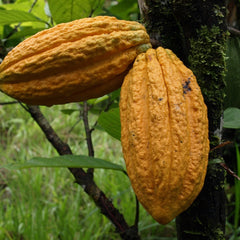 Cocoa Chocolate Plant Theobroma cacao Plant
