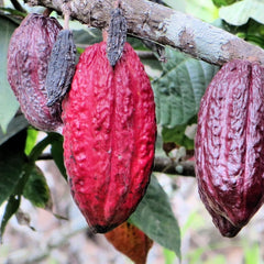 Cocoa Chocolate Plant Theobroma cacao Plant