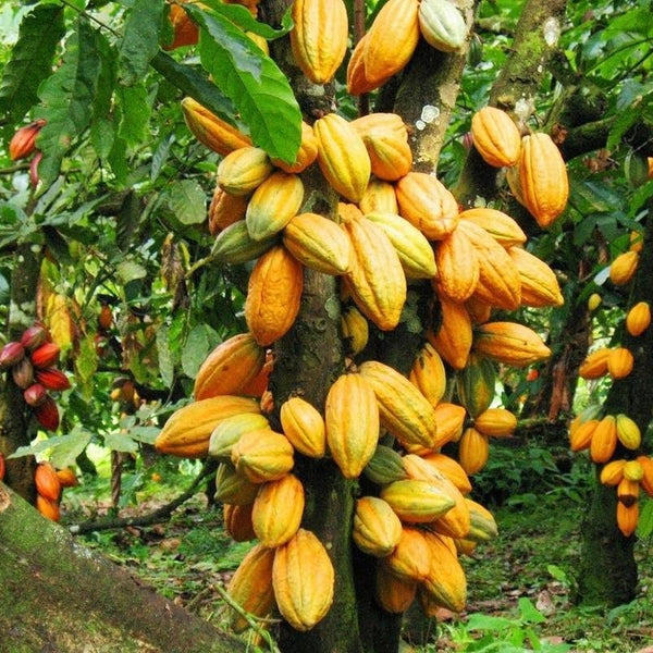 Cocoa Chocolate Plant Theobroma cacao Plant