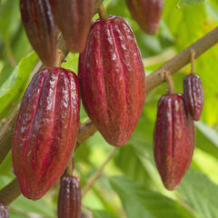 Cocoa Chocolate Plant Theobroma cacao Plant