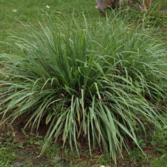 Lemon Grass - Malabar Grass Spice Plant