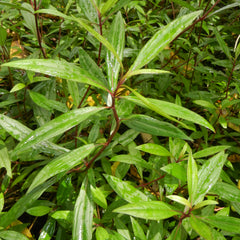 Ayyapana ( Ayapana triplinervis ) Medicinal Plant