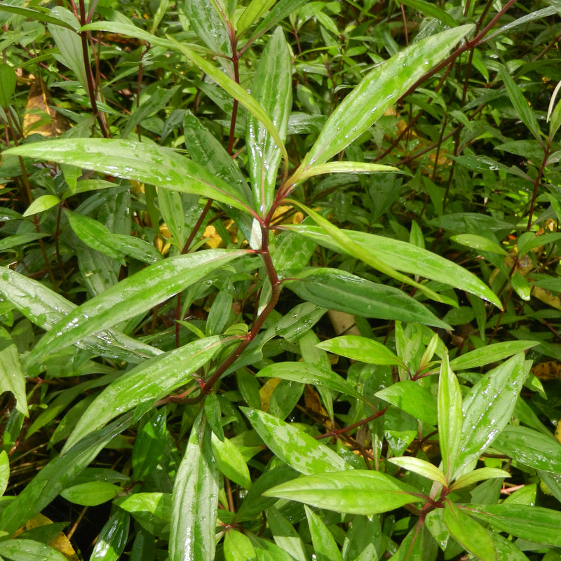 Ayyapana ( Ayapana triplinervis ) Medicinal Plant