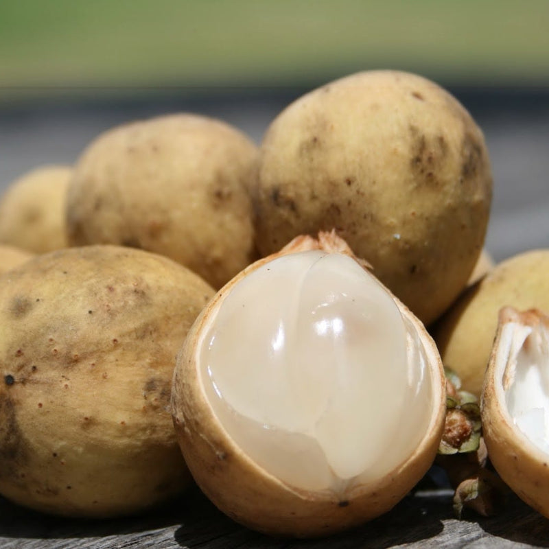 Langsat - Lansium domesticum Fruit Plant