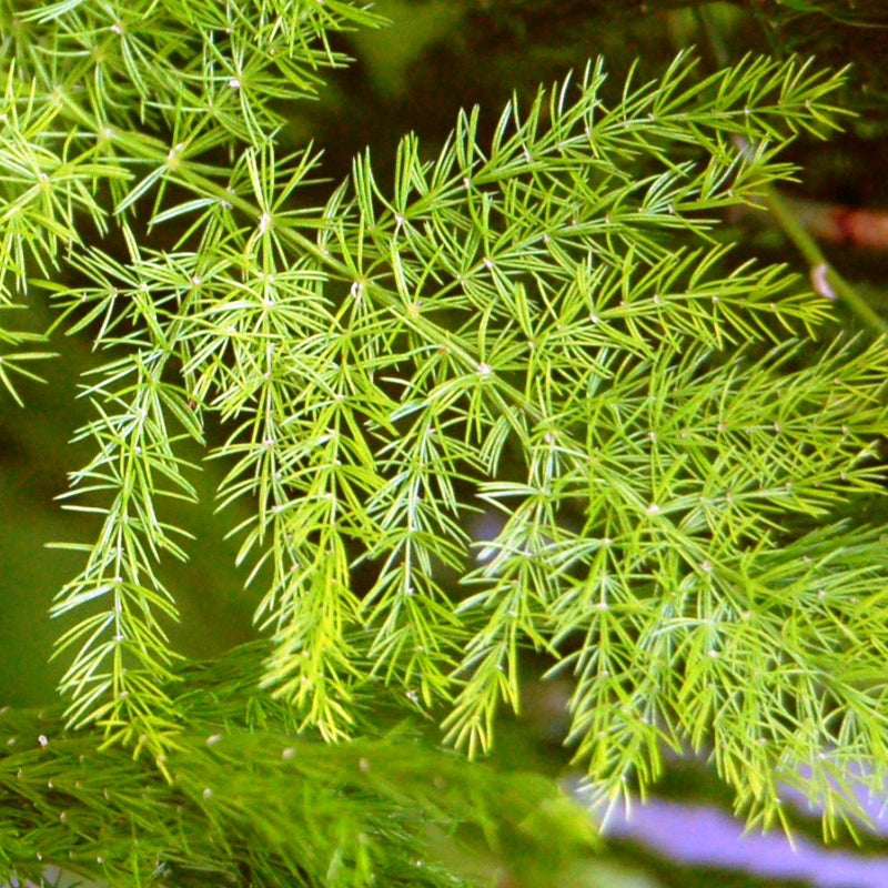 Shathavari ( Asparagus racemosus ) Medicinal Plant
