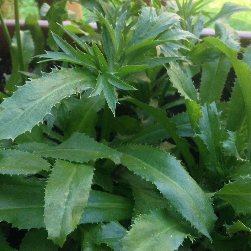 African Malli Coriander ( Eryngium foetidum ) Medicinal Plant