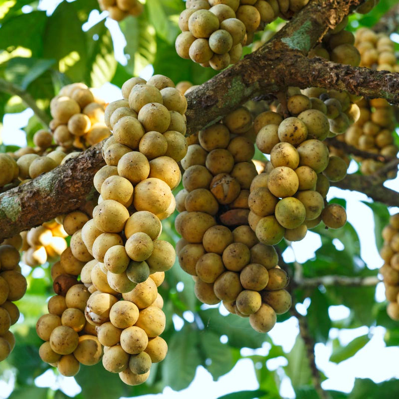 Langsat - Lansium domesticum Fruit Plant