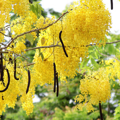 Golden Shower - Cassia fistula Tree Plant