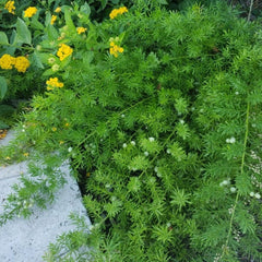 Shathavari ( Asparagus racemosus ) Medicinal Plant