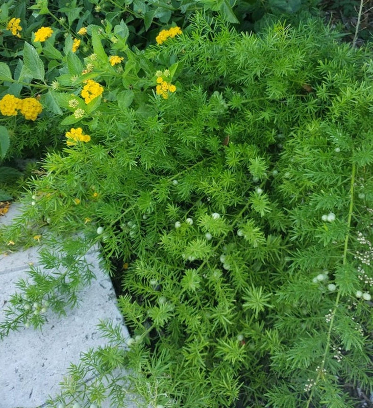 Shathavari ( Asparagus racemosus ) Medicinal Plant
