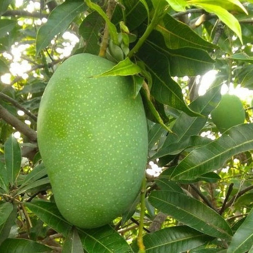 Imam Pasand Mango Fruit Plant