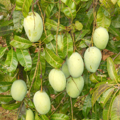 Kalapady Mango Fruit Plant