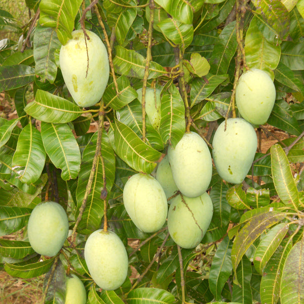 Kalapady Mango Fruit Plant