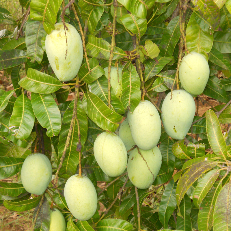 Kalapady Mango Fruit Plant