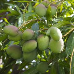 Kalluketti Mango Fruit Plant