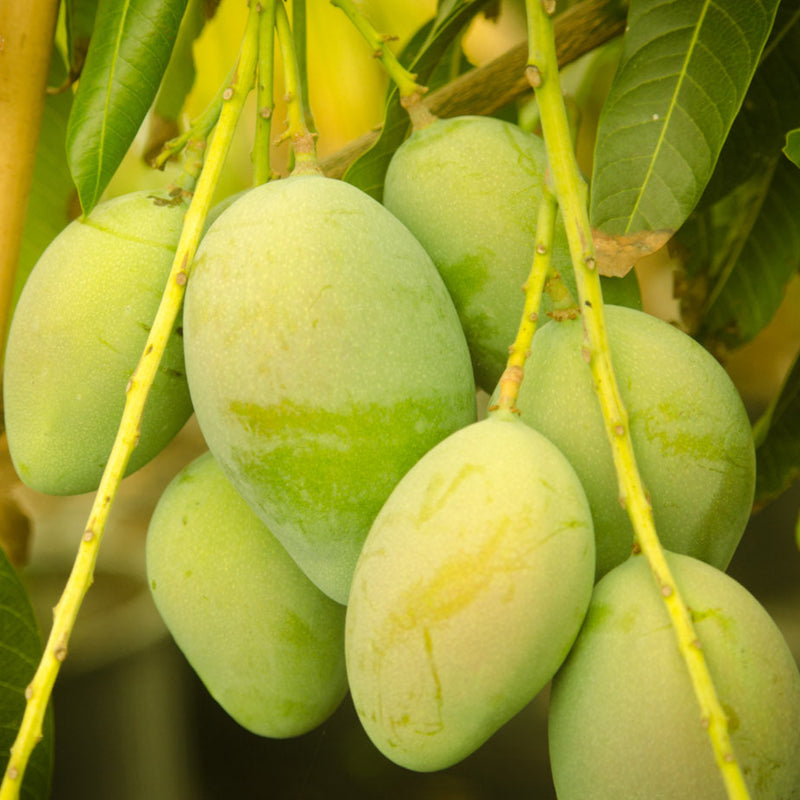 Kolumb Mango Fruit Plant