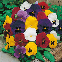 Pansy