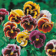 Pansy