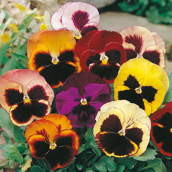 Pansy