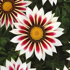 Gazania