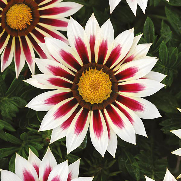 Gazania