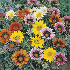 Gazania