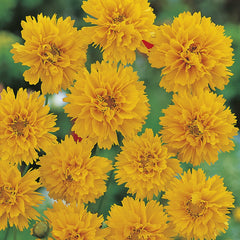 Coreopsis