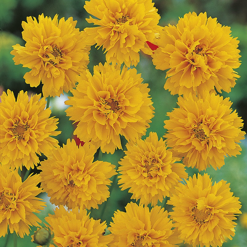 Coreopsis