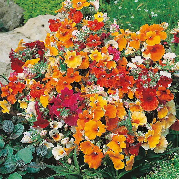 nemesia flower seeds Nemesia " Carnival Mixed " Exotic 30 Flower Seeds – M-Tech Gardens