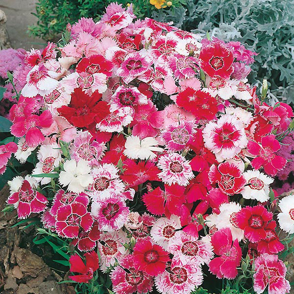 Dianthus