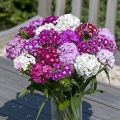 Dianthus