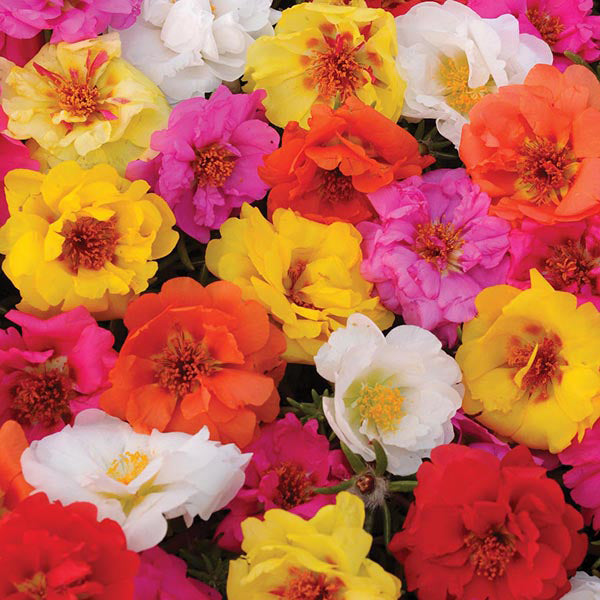 Portulaca