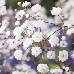 Gypsophilia
