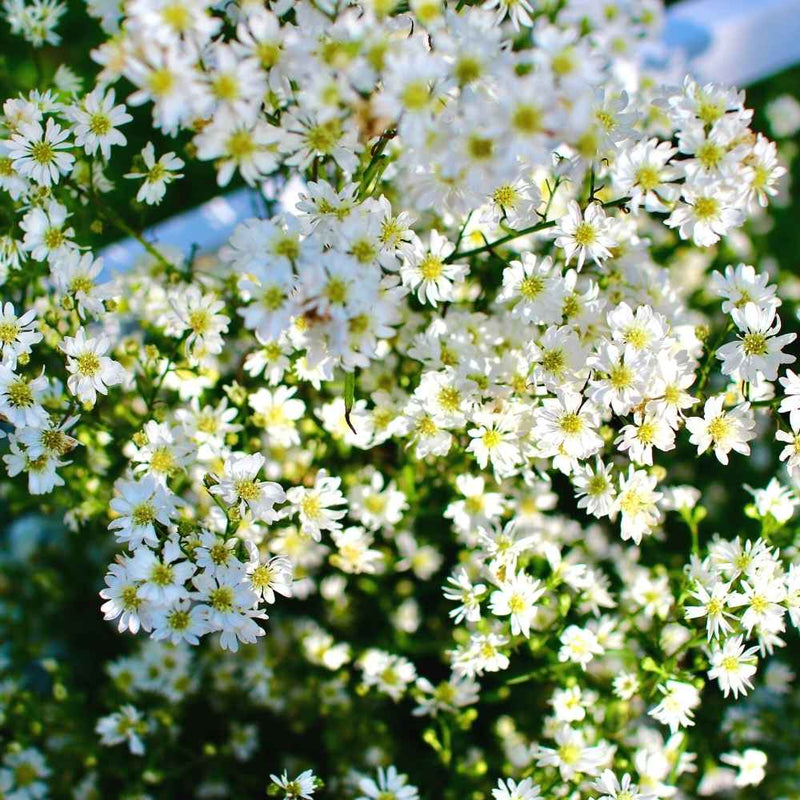 Gypsophilia