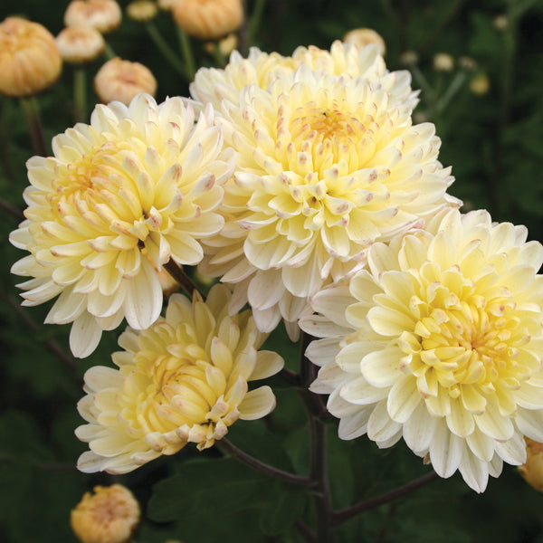 Chrysanthemum