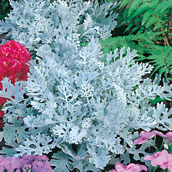cineraria flower seeds Cineraria " Silver Dust " Exotic 50 Flower Seeds – M-Tech Gardens
