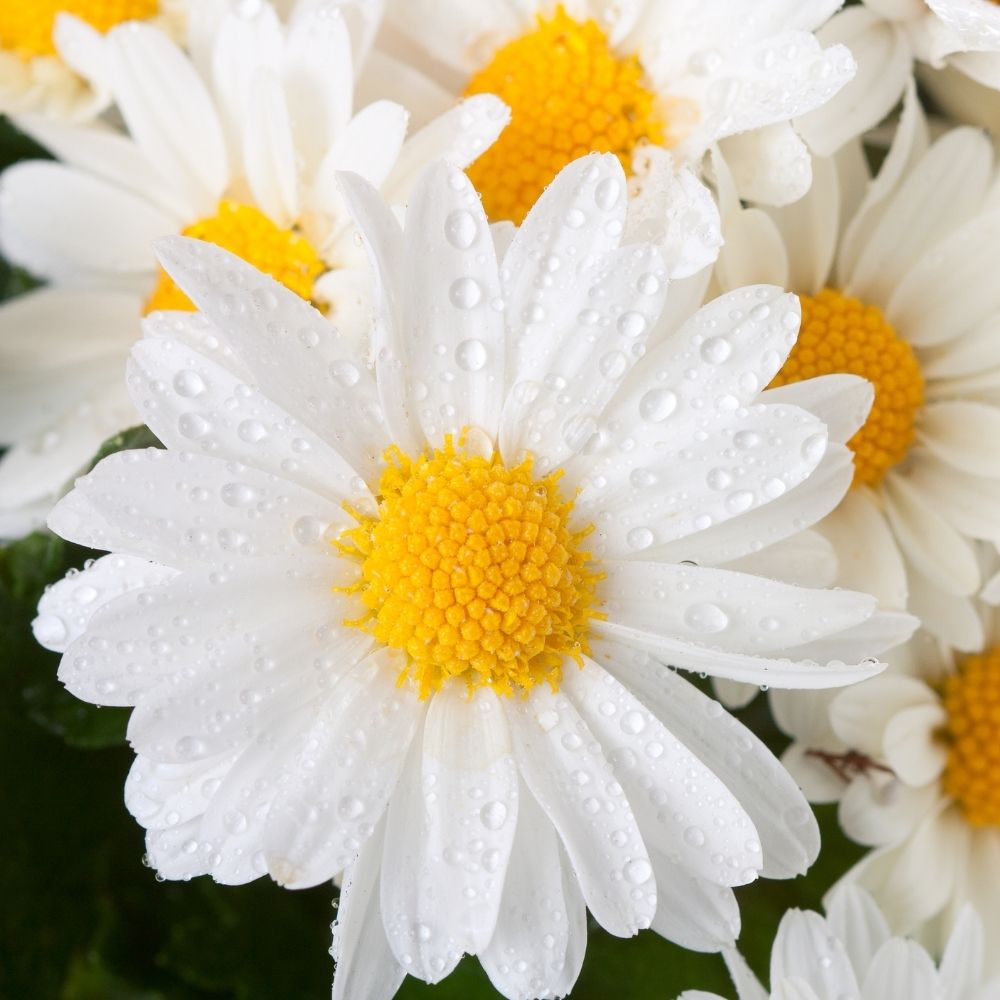 white chrysanthemum flower seeds Chrysanthemum " White " Exotic 30 Flower Seeds – M-Tech Gardens