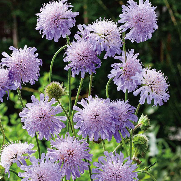 Scabiosa