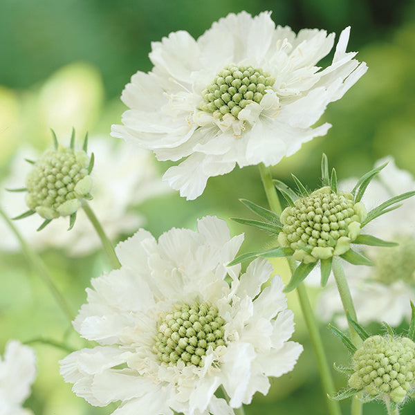 Scabiosa