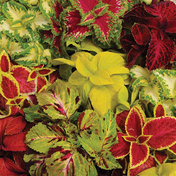 Coleus