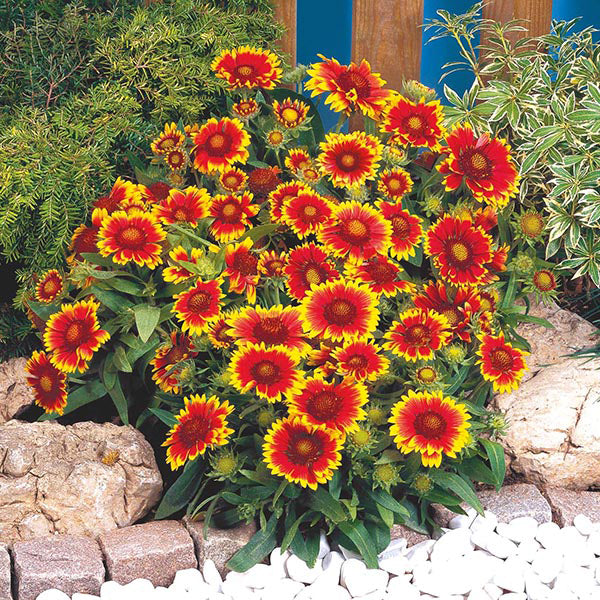 Gaillardia