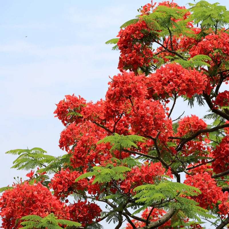 Gulmohar - Delonix regia Tree Plant