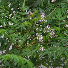 Malaveppu - Melia dubia Malavembu Tree Plant