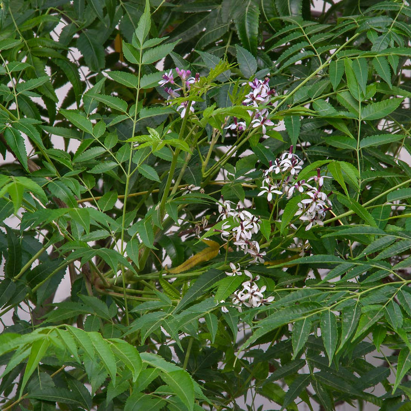 Malaveppu - Melia dubia Malavembu Tree Plant