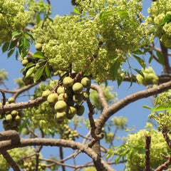 Malaveppu - Melia dubia Malavembu Tree Plant