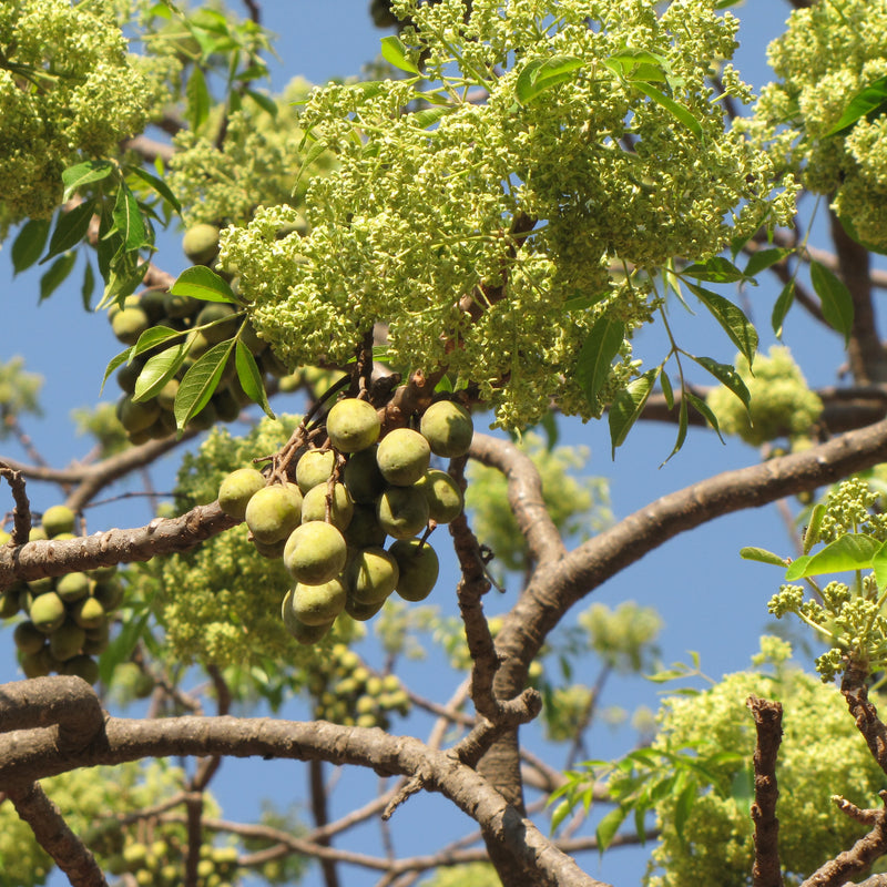 Malaveppu - Melia dubia Malavembu Tree Plant