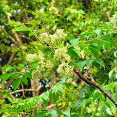 Malaveppu - Melia dubia Malavembu Tree Plant