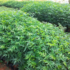 Malaveppu - Melia dubia Malavembu Tree Plant