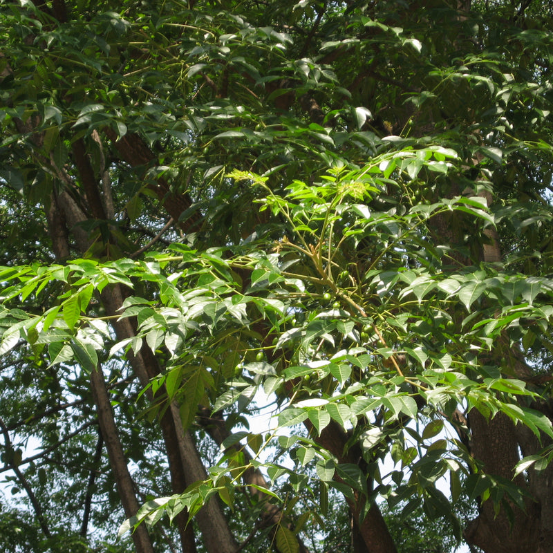 Malaveppu - Melia dubia Malavembu Tree Plant
