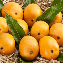 Malgova Mango Fruit Plant